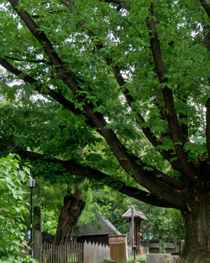 Un grand arbre tout près de la maison