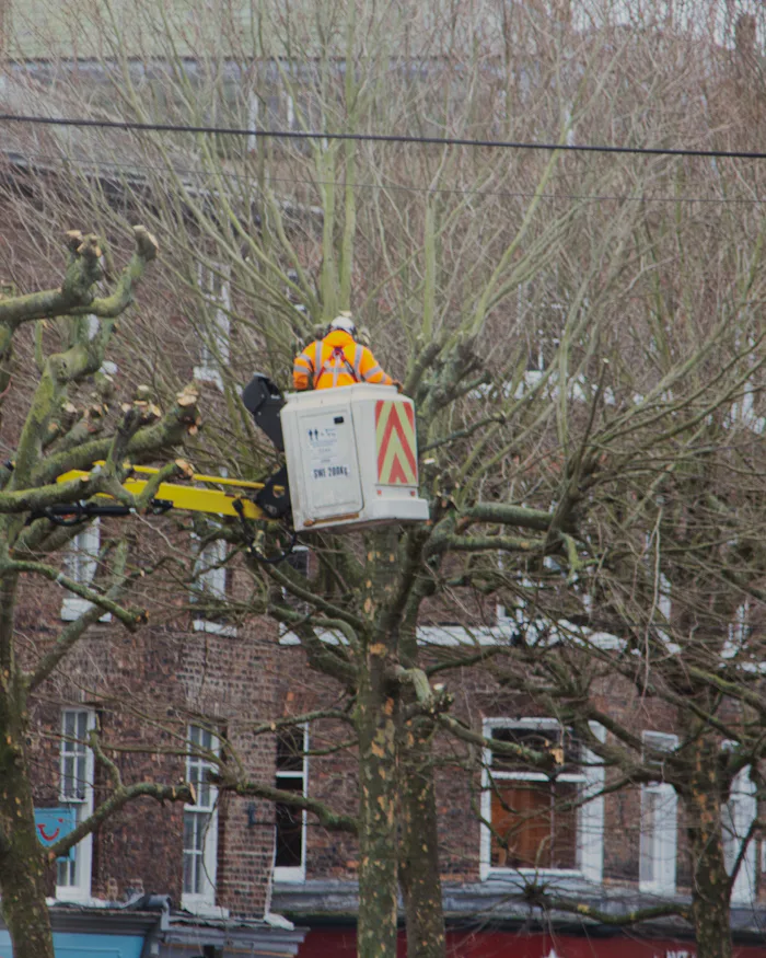 Des arbres en bord de rue